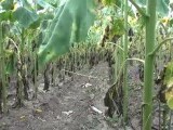 Paradoxul românesc. De ce avem o mare problemă cu floarea-soarelui, deși Comisia Europeană estimează o producție record
