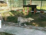 Primul pui de ligru din România nu mai poate fi vizitat. Grădina Zoo improvizată a fost închisă | VIDEO