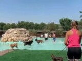 Valuri de bucurie pentru blănoși. Parc acvatic dedicat câinilor, la Barcelona