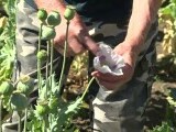 Macul românesc dispare de pe câmpuri. Producția scade, importurile cresc, iar autorizațiile sunt tot mai greu de obținut