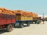 Abandonați de stat și sufocați de importuri, fermierii români lasă cartofii noi în câmp. „Nu avem cui să-i dăm nici (…)