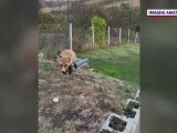 A început vânătoarea de vulpi și șacali în Iași, după primul deces de rabie din ultimii 13 ani. Se fac vaccinări în masă