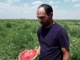 Soiuri exotice de pepeni prind rădăcini în România. Ce fructe au ajuns pe rafturile supermarketurilor