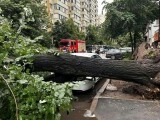 Un bărbat a fost rănit de un copac, la Timișoara. Accidentul, în Parcul Civic