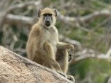 O grădină zoologică din Germania a ucis 12 babuini sănătoşi. Decizia a provocat proteste