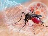 China are o nouă epidemie, provocată de virusul ”chikungunya”. Autoritățile folosesc în luptă o specie de ”țânțari (…)