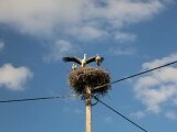 Șapte berze moarte descoperite lângă stâlpii de electricitate din Oradea. Autoritățile au demarat o anchetă