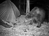 Turismul la urs, fenomen periculos în Poiana Brașov: Autoritățile descoperă momeală pusă intenționat pentru animale