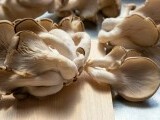Ciuperci pleurotus - rețete rapide și sănătoase cu ciuperci pleurotus pentru orice ocazie. Beneficii și valori (…)