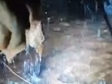 Cum arată conducta spartă, veche de 40 de ani, care a lăsat peste 5.000 de blocuri din Capitală fără apă caldă. Video