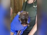 Trei pui de facocer s-au născut la o grădină zoologică din Florida