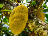 Jackfruit - ce este, cum se mănâncă și ce gust are