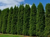 Tuia - cum alegi, plantezi și îngrijești corect această plantă ornamentală. Cum arată și de unde provine