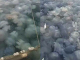 „Peștele nu mai are loc”. Litoralul românesc, invadat de meduze albastre. Specialiștii avertizează turiștii să nu le (…)