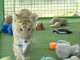 Proprietarul grădinii zoologice private din Suceava, unde doi copii au fost răniți de un ligru, s-a ales cu dosar penal