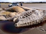 Misterul ”monstrului marin” de 21 de metri eșuat pe o plajă din Țara Galilor, în sfârșit elucidat