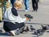 Femeie din Iași cercetată după ce a prins un porumbel și l-a mâncat
