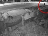 Alertă în Dolj. Un urs a fost surprins la aproximativ 30 de kilometri distanță de Craiova