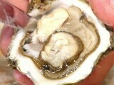 Stridiile pot trăi și în Marea Neagră. Și sunt chiar mai bune decât cele din Mediterană: ”Putem și noi să facem treabă”