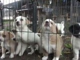 Sute de câini maidanezi de la adăpostul din Piatra Neamţ au primit decizii de eutanasiere, dacă nu vor fi adoptați