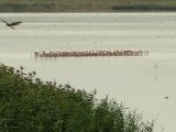 Sute de păsări exotice s-au oprit pe un lac din România, în drumul lor spre Africa. Vin din Crimeea