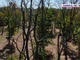 Mii de hectare de pădure, distruse de un gândac. Uscați de nepăsare – un reportaj ”România, te iubesc!”, duminică, (…)