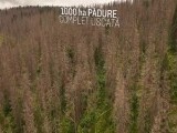 Pădurile României dispar, uscate, distruse și tăiate. Campania „Uscați de nepăsare” a ajuns pe masa lui Nicușor Dan