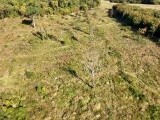 O pădure de stejar veche de peste 300 de ani a fost rasă ilegal, în Brașov. „Sunt numai urzici, iarbă și nimic”