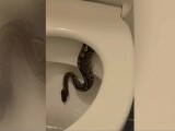 Șarpe uriaș descoperit în WC-ul unui apartament din Ungaria. ”Se holba la mine din vasul de toaletă” | VIDEO