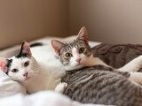 Un bărbat din Turcia trebuie să plătească pensie alimentară pentru cele două pisici rămase cu soția după divorț