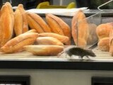 Șobolan filmat în timp ce se plimba printre produse într-o brutărie din București. ANPC a închis temporar unitatea. (…)