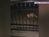 Vizitatori neașteptați la Pitești: vulpile s-au obișnuit cu oamenii și apar chiar în centrul orașului
