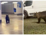 Un urs și-a făcut apariția la un mall din Brașov. Ce a făcut animalul până la apariția echipelor de intervenție