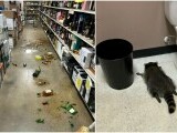 Un raton a dat „spargerea” într-un magazin de băuturi alcoolice din SUA. Animalul a fost găsit beat, în baie