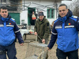 Animalul sălbatic găsit în curtea unui localnic din Tismana. Jandarmii l-au scos în cușcă. FOTO