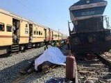 Șapte elefanți au fost uciși de un tren în India. Cum a fost posibil