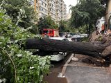 Furtună puternică în Capitală, a fost emis mesaj RO-ALERT. Copaci căzuți și traficul aerian afectat