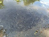 Mor peștii la Târnava Mică. Avertismentul unui profesor în ecologie: „Este o criză de guvernanță, o ruptură între (…)