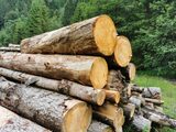 Dezastru în pădurile statului: 3,1 milioane de hectare nu apar în contabilitate, iar angajații Romsilva au luat (…)