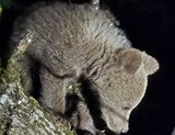 Pui de urs cățărat într-un copac, în curtea unei case. Jandarmii au îndepărtat animalul folosind o petardă