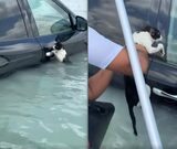 Momentul în care o pisică, agățată de portiera unei mașini în timpul inundațiilor din Dubai, este salvată de un polițist