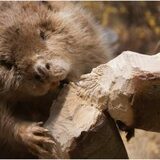 Populațiile de castori de pe Târnava Mică mor din cauza salinității crescute a râului, atrag atenția inspectorii de (…)
