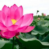Floarea de lotus – semnificație, proprietăți și curiozități