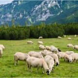Primul caz de variola ovinei a fost confirmat în România. Aproape 500 de oi au fost deja sacrificate în județul (…)