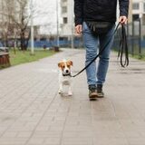 Țara în care e interzis să îți plimbi câinele pe stradă. Autoritățile invocă motive de igienă, siguranță și ordine (…)
