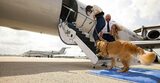 Animalele de companie pot călători în cabina avionului, fără restricții de dimensiune sau greutate
