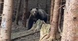Șeful unui ocol silvic din județul Argeș, rănit grav de un urs. Animalul i-a terorizat pe localnici