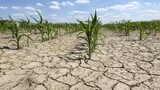 România a solicitat Comisiei Europene sprijin de urgenţă pentru fermierii afectaţi de îngheţul târziu din primăvară