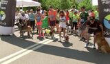 Jurnal Antena Sport | Căţeii şi stăpânii au gonit în echipă, pe străzile din Bucureşti