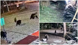 Ursoaica cu cei trei pui, care a fost relocată luna trecută, s-a întors în Târgu Mureş de la 100 de kilometri. (…)